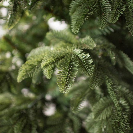 Ель Онтарио