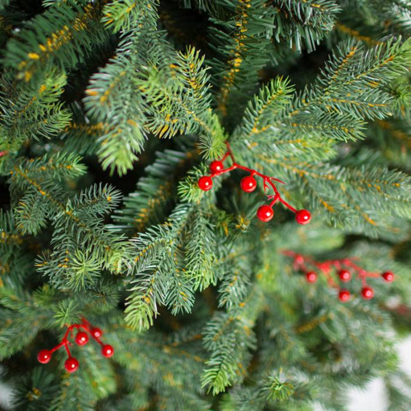 Ель Грацио с ягодами