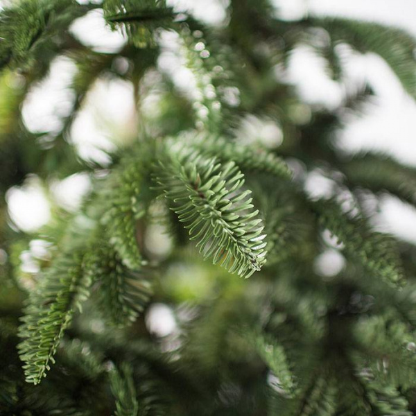 Ель Онтарио