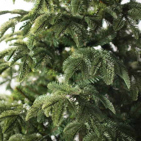 Ель Онтарио