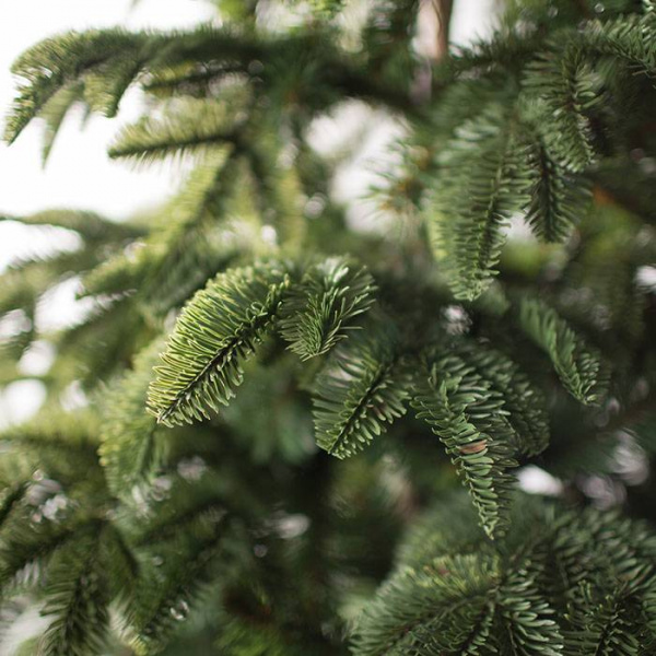 Ель Онтарио