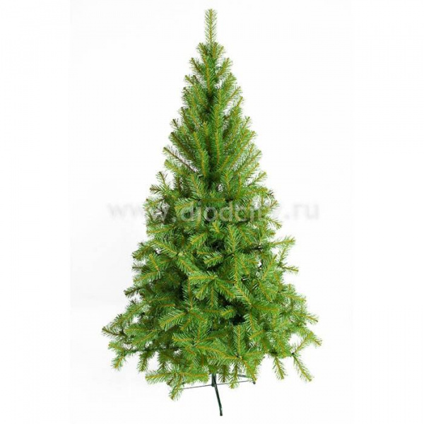 Ель Восточная