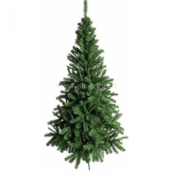 Ель Алтайская